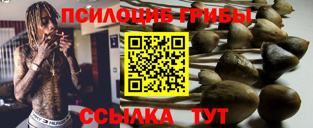 Псилоцибиновые грибы Psilocybe Шали